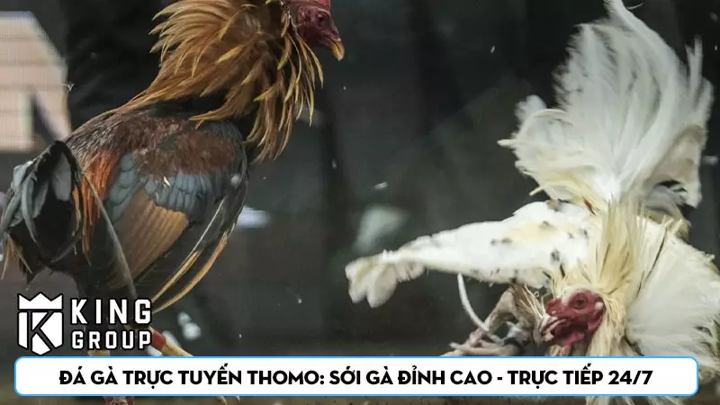 Đá Gà Trực Tuyến Thomo: Sới Gà Đỉnh Cao - Trực Tiếp 24/7