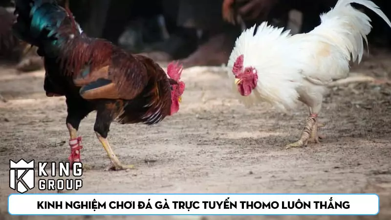 Kinh nghiệm chơi đá gà trực tuyến Thomo luôn thắng