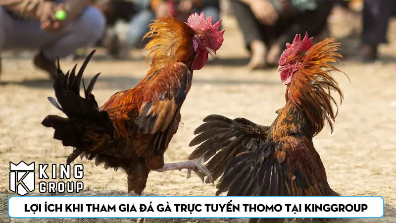 Lợi ích khi tham gia đá gà trực tuyến Thomo tại Kinggroup